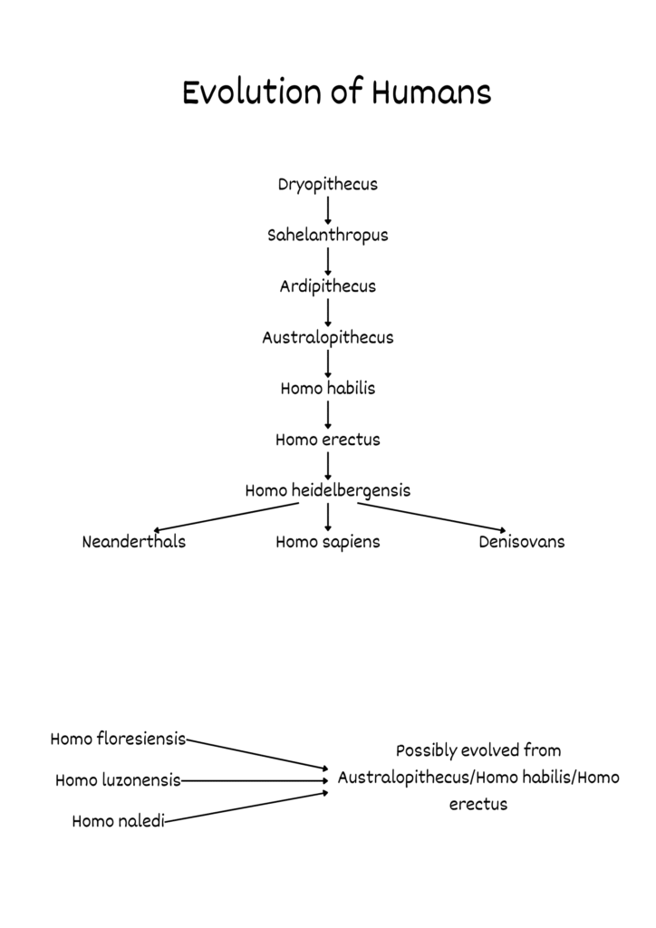 Human Evolution Chart