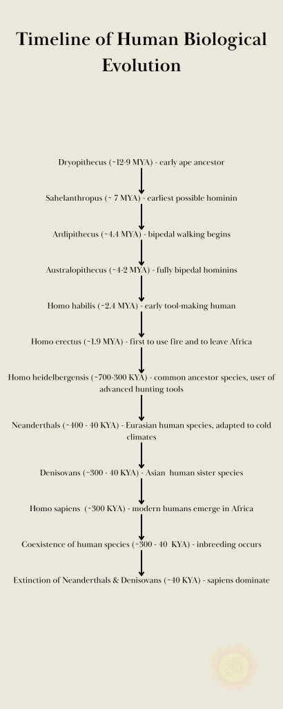 Timeline of Human Biological Evolution